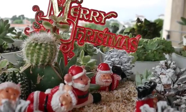 Unik, Kaktus Hias Jadi Aksesoris Natal