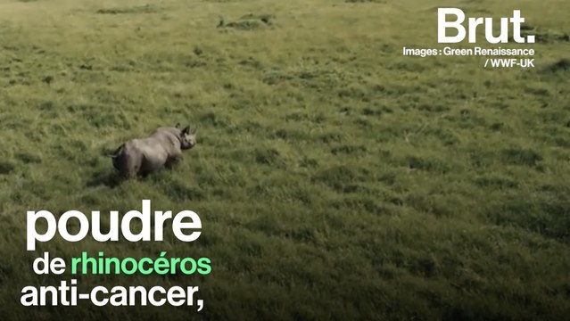 Ces remèdes traditionnels qui cachent un trafic d'animaux