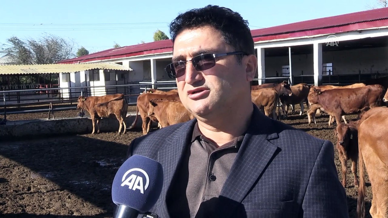 Yerli sığır ırklarına kapsamlı koruma - ADANA