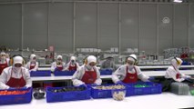 İHRACATIN PARLAYANLARI - Türk çikolatası 'dünya markası' olma yolunda - BOLU