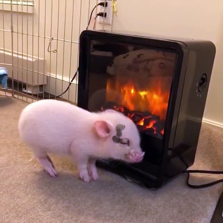 Quand un cochon se réchauffe devant le poêle du salon!