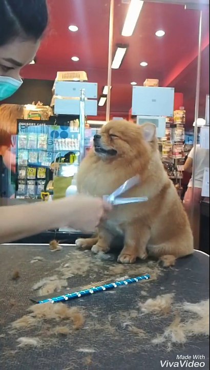 Un chien s'endort en plein toilettage