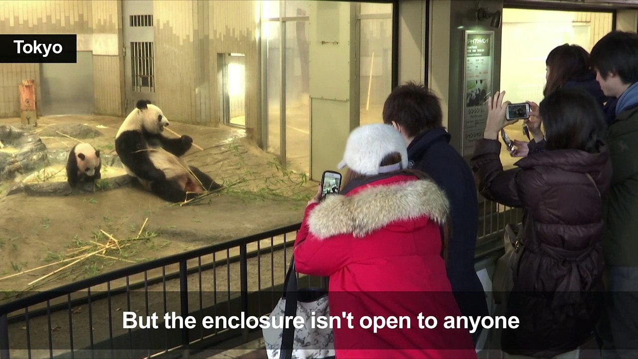 Oh, how cute: Tokyo crowds flock to see baby panda on first day