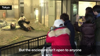 Oh, how cute: Tokyo crowds flock to see baby panda on first day