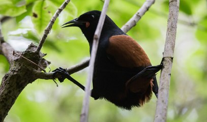 Một loài chim khá giống bìm bịp ở New Zealand