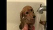 Owner Holds Scared Puppy's Paw During Bath Time