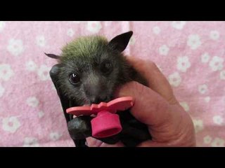 Baby Flying-Fox With An Important Message