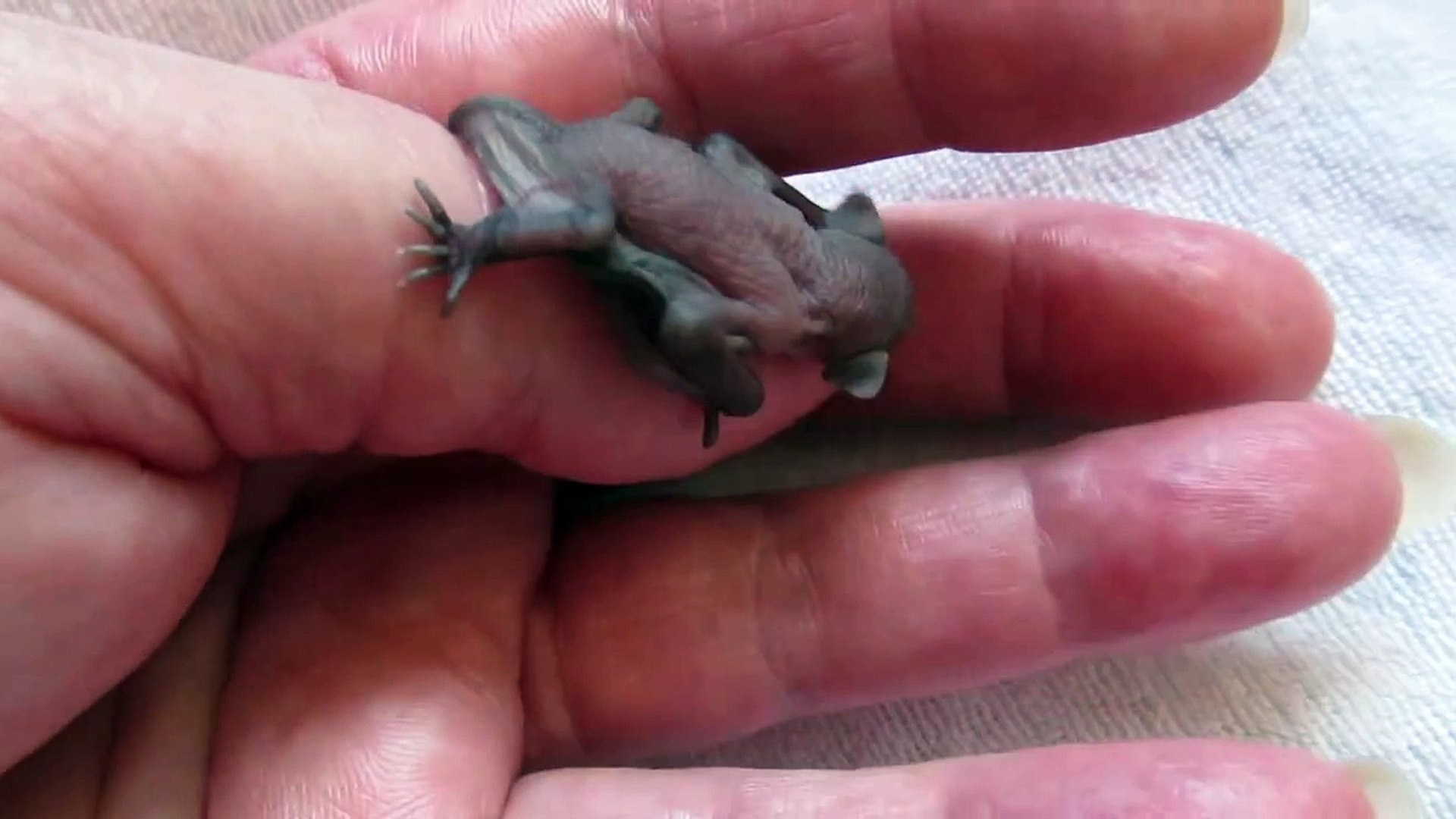 Un Bebe Chauve Souris C Est Trop Mignon Video Dailymotion