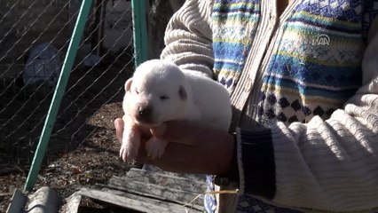 'En iyi sürü bekçi köpeği' için 6 ay sıra bekliyorlar - ESKİŞEHİR