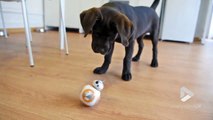 Ce droide BB-8 rend un chien complètement fou !