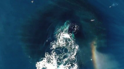 Cette baleine jaillit de l'eau dans un arc-en-ciel en plein océan !