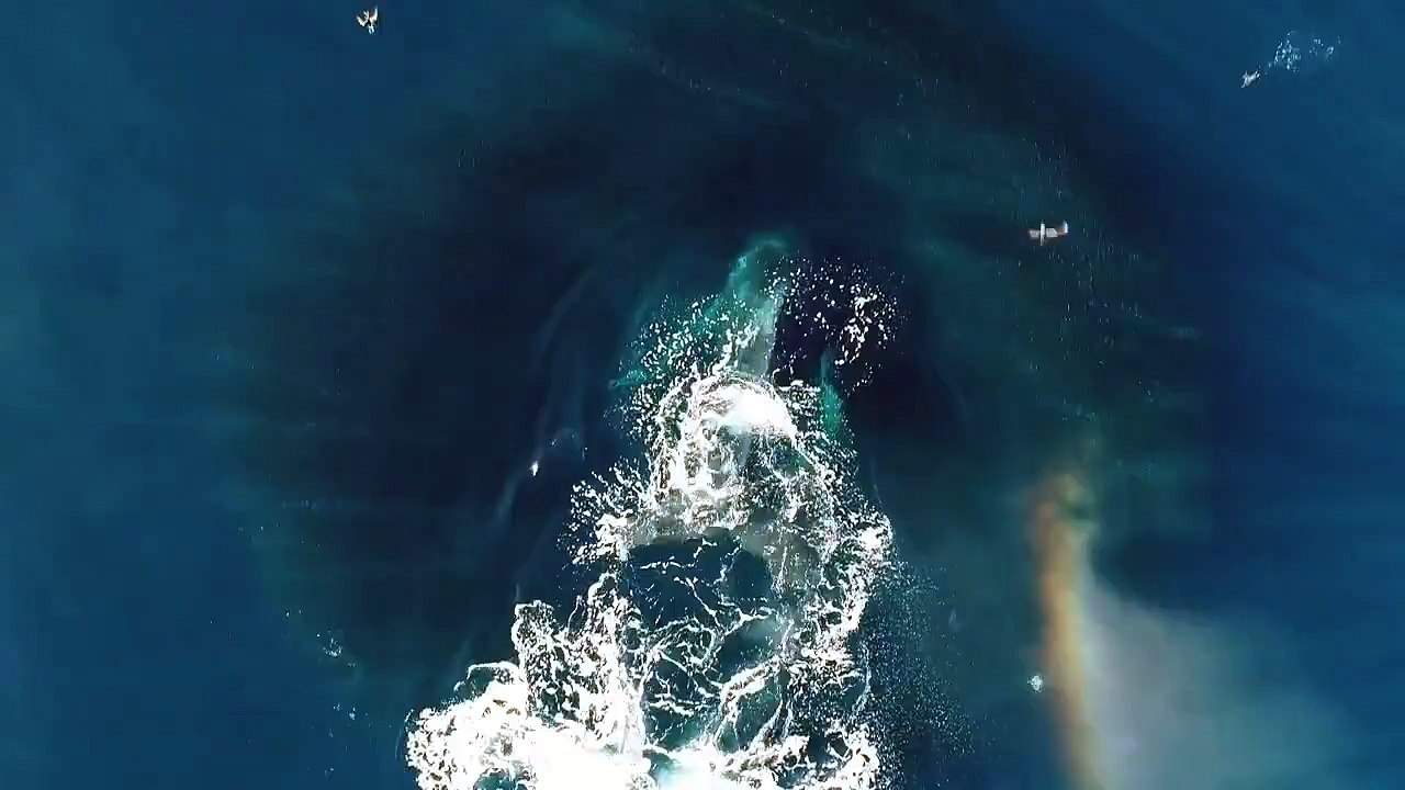 Cette baleine jaillit de l'eau dans un arc-en-ciel en plein océan !