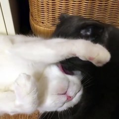 Kucing Lucu Sangat Menggemaskan Terbaru 2017 | #011