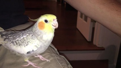 Une perruche imite une sonnerie iPhone