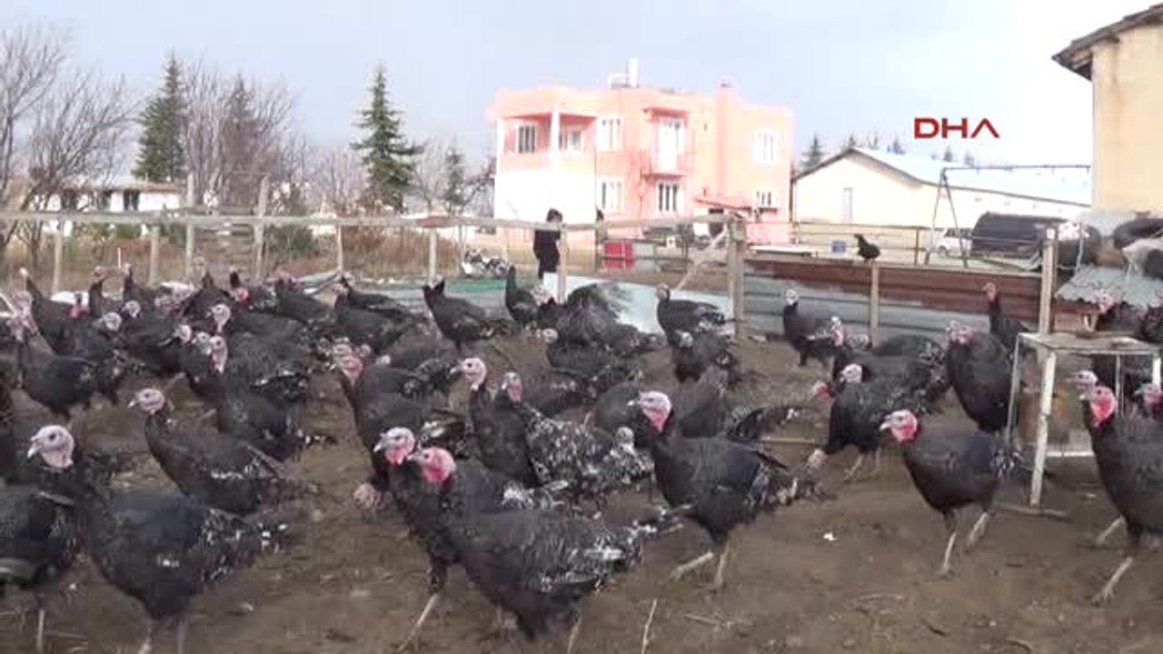 Afyonkarahisar Yılbaşına Kadar Tüm Hindilerini Satmak İstiyor