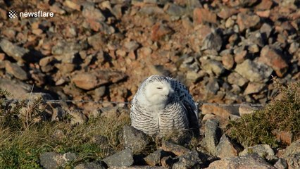 Rare snowy owl spotted in Cornwall