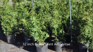Almost 3 ft tall Green Giants we Sell
