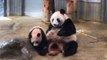 Adorable baby panda plays with mother during debut at Tokyo Zoo