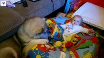 Baby and Giant Alaskan Malamute Dog - Funny Dogs and Babies Compilation 2017