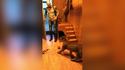 Ca c'est du gros matou !