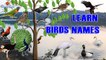 Learn Birds Names for Kids in english | Birds names with Pictures for Children, babies || Viral Rocket