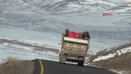 Kars Köylülerin Cirit Aşkı