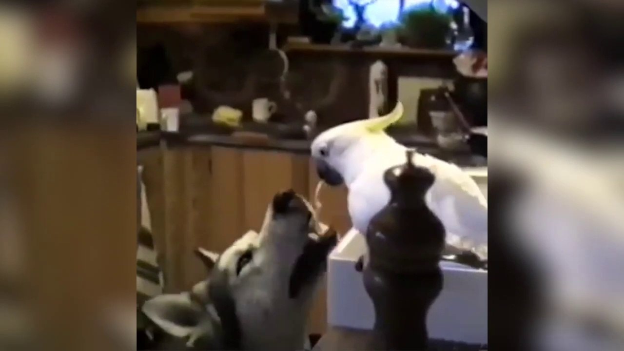 L'équipe de choc : un perroquet qui donne à mange à un chien!