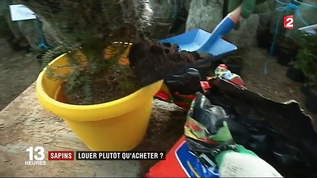 Sapins : louer plutôt qu'acheter ?