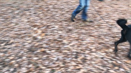 Dans le parc de Kerizac, sous les feuilles, de la drogue