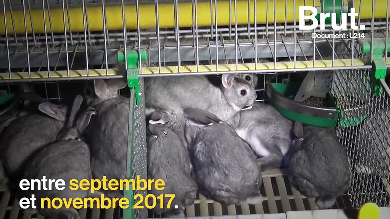 L’association L214 dénonce l’élevage des lapins destinés à la fourrure
