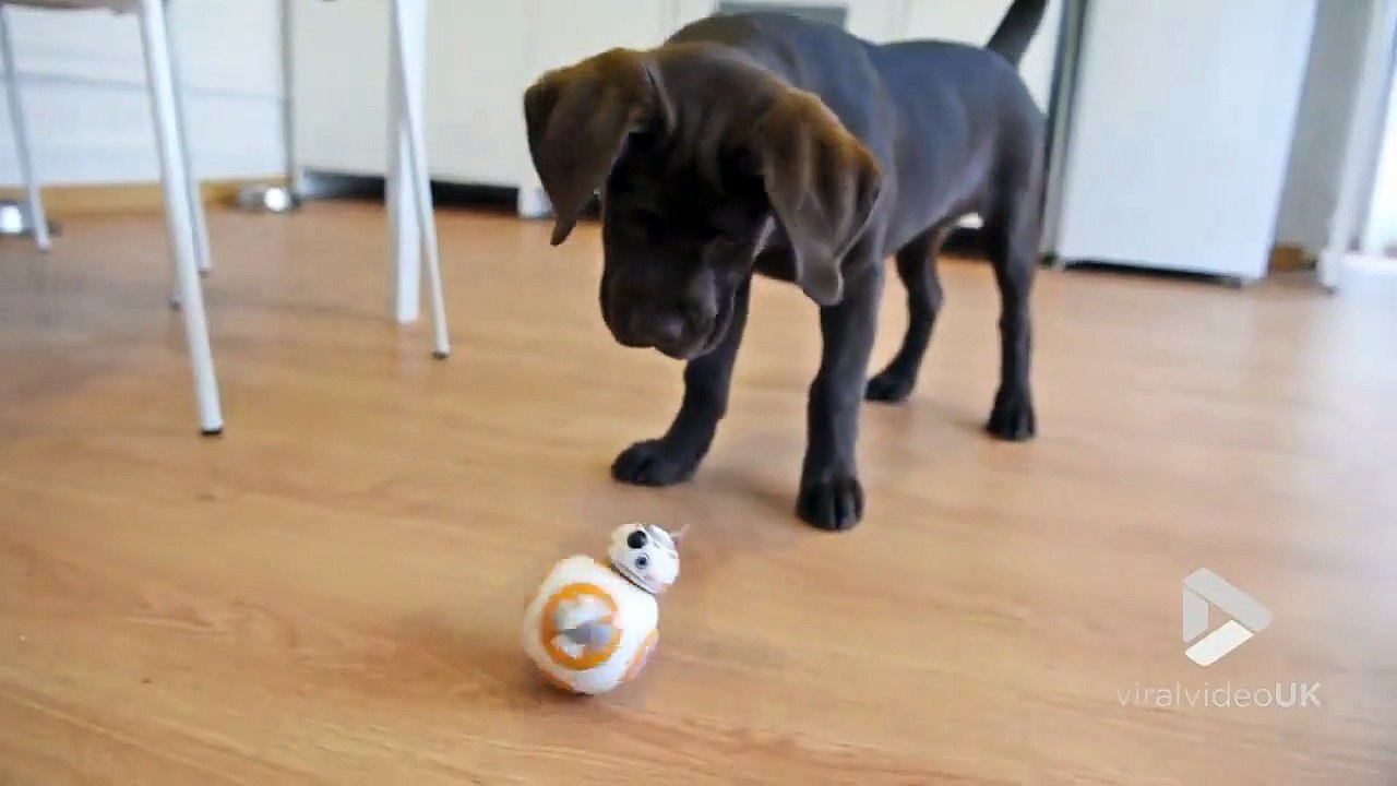 droide BB-8 vs chiot !