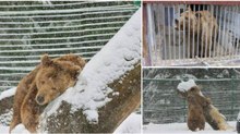 Urso abraça árvore e brinca na neve após ser resgatado de 20 anos em cativeiro