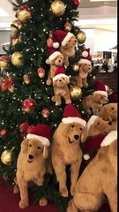 Des chiens en peluche devant un sapin de Noël