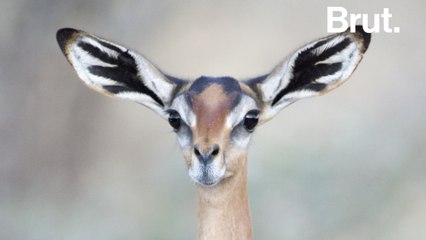 Voici le Gerenuk, la "gazelle-girafe" d'Afrique
