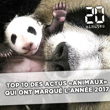Top 10 des actus « animaux » qui ont marqué l'année 2017