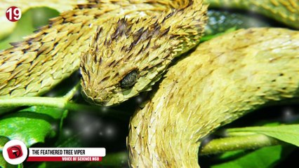 Les 21 serpents les plus bizarres er mystérieux du monde