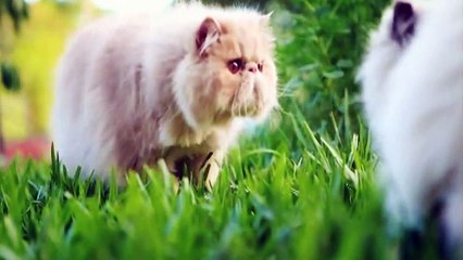 Top 5 Most Beautiful Cat Breeds In The World