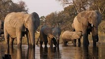 Alma de elefante Documental
