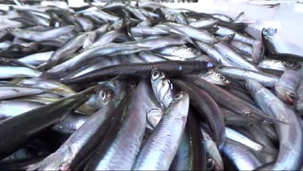 Hamsi Fındığı İkiye Katladı