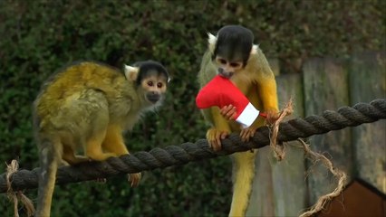 هذا الصباح – وجبات للحيوانات بمناسبة رأس السنة بلندن