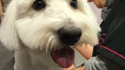 Le chien Looping fait sa toilette de Noël chez Snoopy coif'