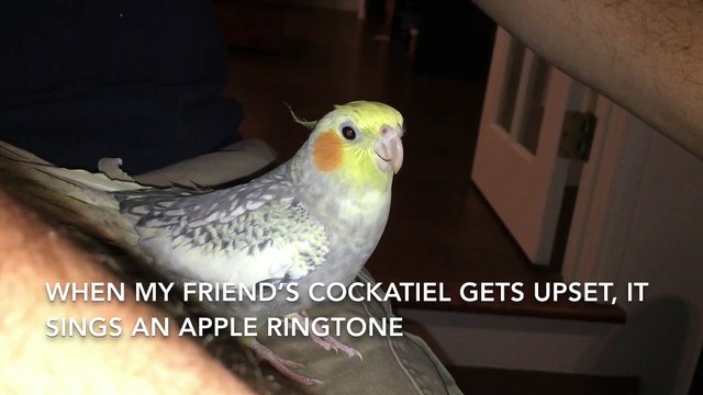 Un cockatiel qui joue la sonnerie Apple à la perfection