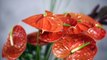 Wedding bouquet with Anthuriums _ Flower Factor floristry tutorial _ Powered by Fiore Anthuriums-twZKigodhpI