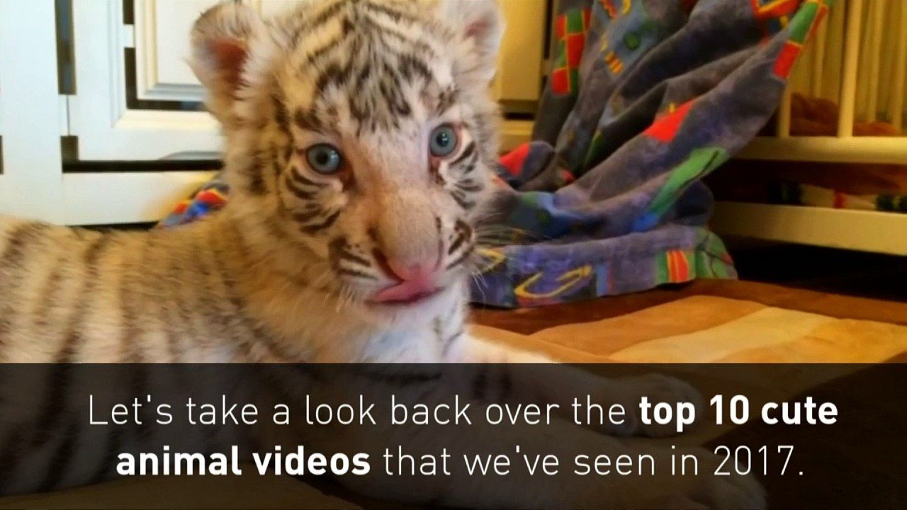 Watch the top 10 cutest animal clips of 2017