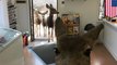 Caught on camera: Deer family wanders a general store in Colorado for Christmas shopping - TomoNews
