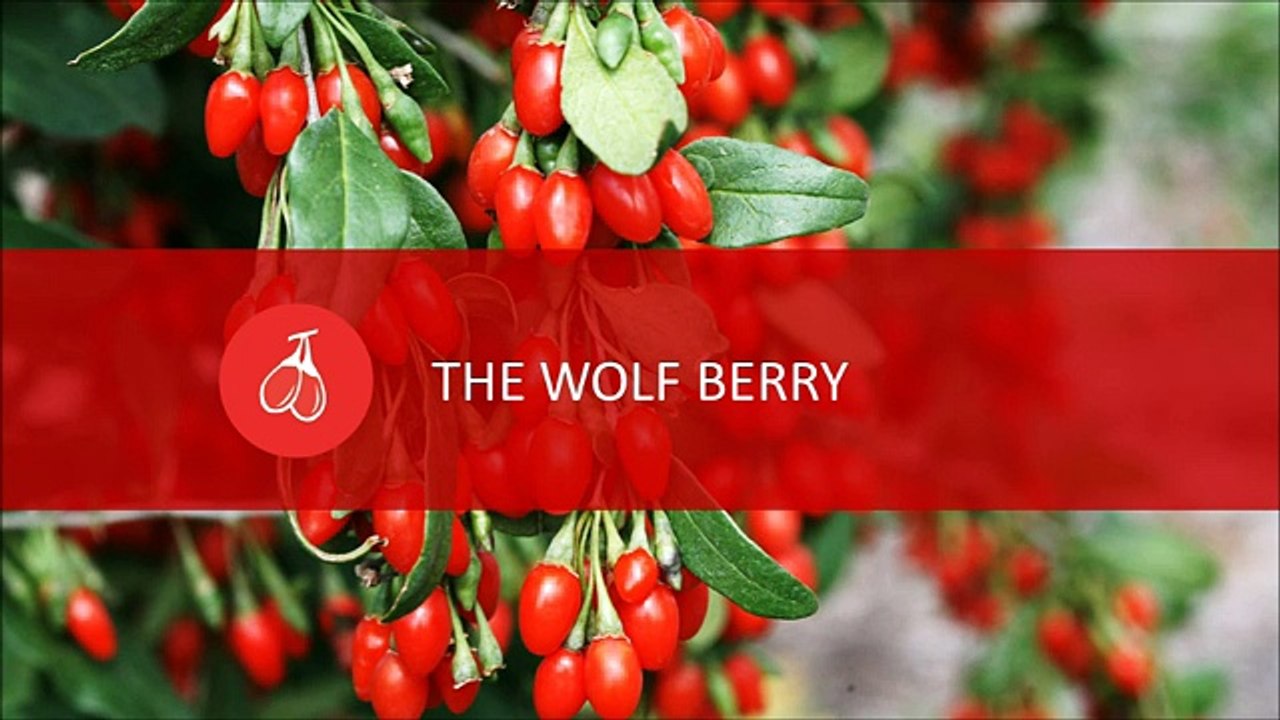 Goji Berries: Why you should eat these wonder berries?