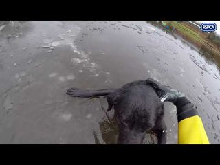 Lucky Labrador Rescued From Freezing Northumberland River