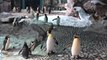 Jurong Bird Park Welcomes First Baby King Penguin in Nearly a Decade