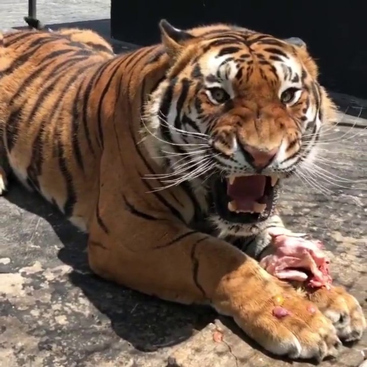 Ne pas toucher à la gamelle du tigre... non non