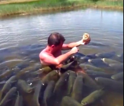 Plongé dans l'eau, il nourrit des centaines de poissons. Expérience incroyable